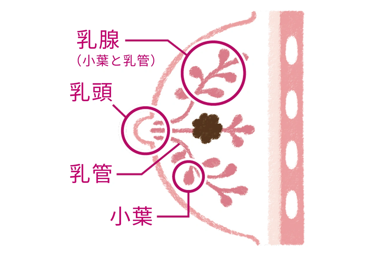 乳腺（小葉と乳管） 乳頭 乳管 小葉